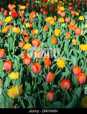 Des tulipes multicolores poussent dans un lit de fleurs dans le parc. Floraison printanière de tulipes. Aménagement paysager. Banque D'Images