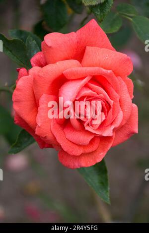 Une photo en gros plan d'une fleur romantique de rose orange avec des feuilles vertes Banque D'Images