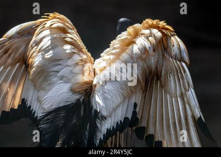 African Sacred Ibis. Therskiornis Aethopicus Banque D'Images
