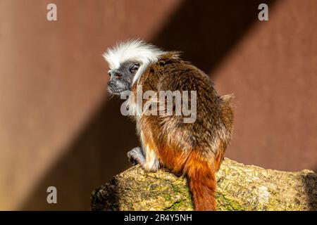 Portrait d'un Tamarin Cotton-Top assis sur un rocher Banque D'Images