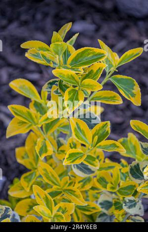 arbuste de broche fraîchement planté. Gros plan. Euonymus Gold Splash. Banque D'Images