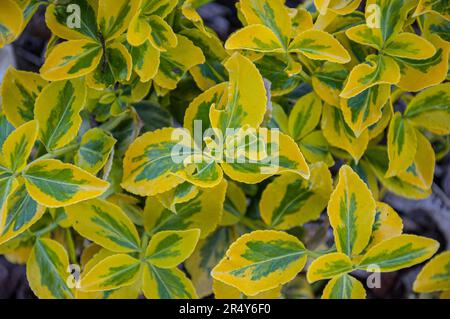 arbuste de broche fraîchement planté. Gros plan. Euonymus Gold Splash. Banque D'Images