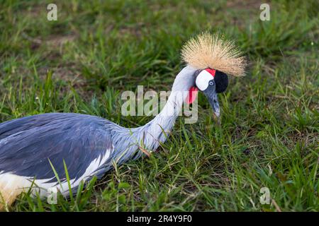 La grue couronnée sud-africaine (Balearia regulorum regulorum) se trouve dans les armoiries nationales de l'Ouganda et est donc également appelée grue ougandaise. Grues ougandaises au R & L Game Ranch, Mwenda, Malawi Banque D'Images