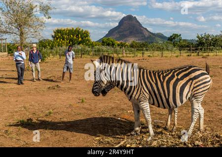 Zèbres devant la montagne de Bunda. R & L Game Ranch, Mwenda, Malawi Banque D'Images