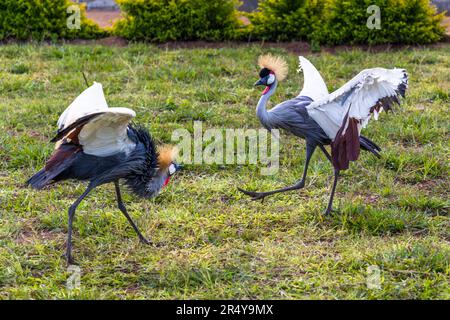 La grue couronnée sud-africaine (Balearia regulorum regulorum) se trouve dans les armoiries nationales de l'Ouganda et est donc également appelée grue ougandaise. Grues ougandaises au R & L Game Ranch, Mwenda, Malawi Banque D'Images