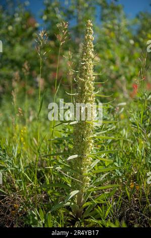 Monument Plant (Frasera speciosa) aka Green Gentian aka Elkweed, une fleur sauvage des montagnes Rocheuses qui ne fleurit qu'une fois dans sa vie. Banque D'Images