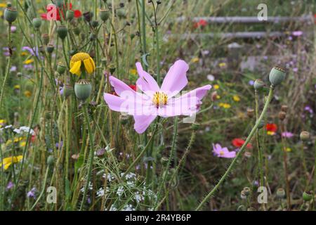 Fleurs sauvages Meadow in Bloom Millhouses parc Sheffield England Sensory Garden, Pink Flower Cosmos bipinnatus, Garden Cosmos Mexican aster Banque D'Images