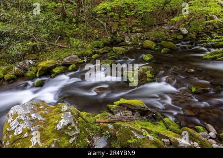 Roches couvertes de mousse le long de Roaring Fork au printemps, Gatlinburg, Tennessee Banque D'Images