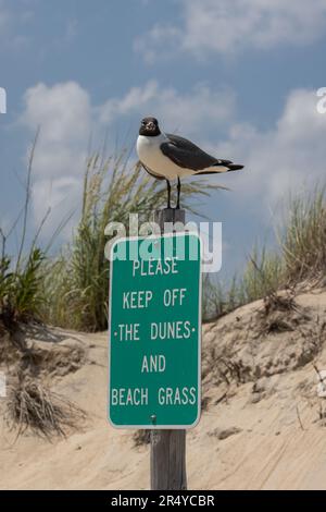 Mouette riante (leucophaeus atricilla) debout sur le panneau, Delaware Seashore State Park, Delaware Banque D'Images