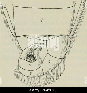 'Diptera Danica: Genres et espèces de mouches jusqu'ici trouvés au Danemark' (1907) Banque D'Images