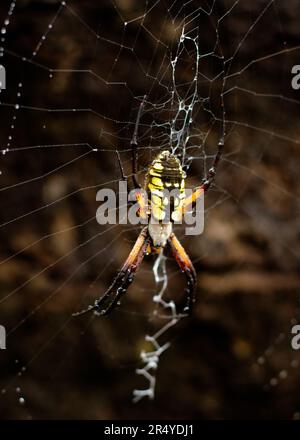 Une grande araignée de jardin jaune (Argiope aurantia) dans son nid. Photo en Nouvelle-Angleterre, trouvée dans un tas de rondins Banque D'Images