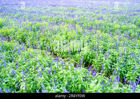 La salvia bleue splendens avec des feuilles dans le champ. Banque D'Images