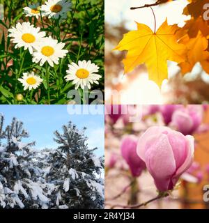 Quatre saisons. Motif collage avec de belles photos de la nature Banque D'Images