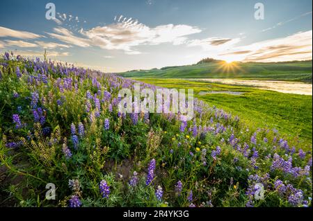 Sunburst au-dessus de Lupin Blooms le long de la rivière Yellowstone dans la vallée de Hayden Banque D'Images