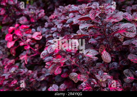 Fleurs d'Iresine ou plante de feuille de sang poussant dans le jardin. Banque D'Images