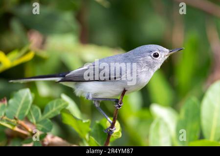 Un oiseau de Gnatcatcher bleu-gris perché sur une branche d'arbre dans les arbustes d'été de Floride Banque D'Images