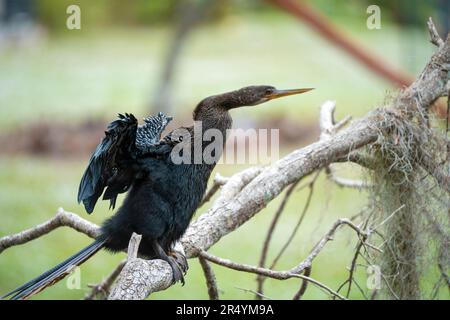 Un grand oiseau anhinga reposant sur une branche d'arbre dans les terres humides de Floride Banque D'Images