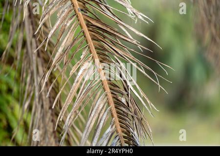Palmier mort à sec sur la cour de la maison de Floride Banque D'Images