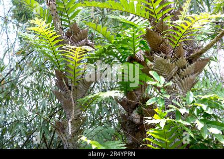 Drynaria quercifolia arbre dans la forêt tropicale, utilisé pour regrouper les os cassés (tiges). L'arbre pousse naturellement, vit habituellement sur des arbres, rarement sur des rochers dans Banque D'Images