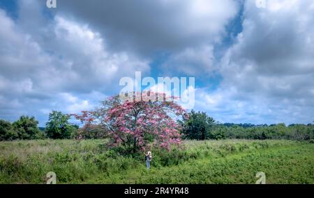 Cassia javanica en pleine fleur sur ciel bleu Banque D'Images