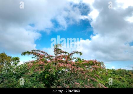 Cassia javanica en pleine fleur sur ciel bleu Banque D'Images