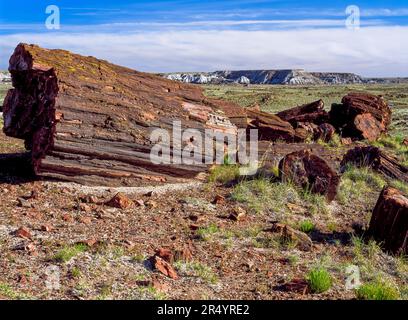 grumes pétrifiées dans le parc national de la forêt pétrifiée, arizona Banque D'Images