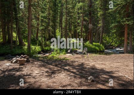 Un joli petit camping sur la fourche nord de Chalk Creek, le long du sentier de quatre roues motrices jusqu'au col de Tincup, au-dessus de St. Elmo, Colorado Banque D'Images