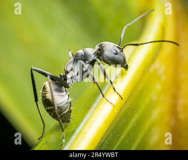 Gros plan d'un Ant noir sur une feuille verte dans le jardin, mise au point sélective, photo d'insecte. Banque D'Images