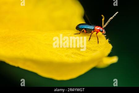 Coléoptère de feuilles de céréales (Oulema melanopus) mangeant des fleurs jaunes âgées, photographie rapprochée. Banque D'Images