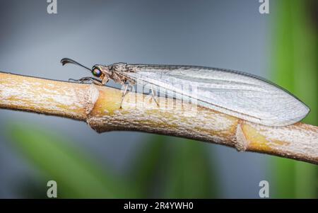 Gros plan d'un lion (Myrmeleontidae) perché sur une branche sur fond de nature, foyer sélectif, photo d'insecte en Thaïlande. Banque D'Images