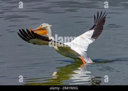 Le pélican blanc américain (Pelecanus erythrorhynchos) en vol Banque D'Images