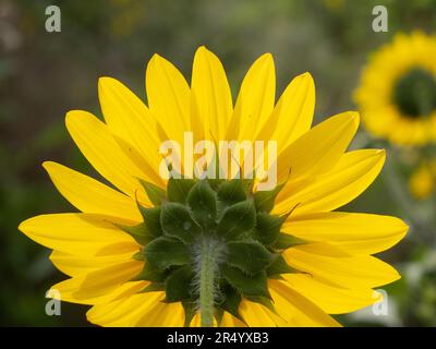 Gros plan sur le dessous d'un tournesol jaune nain avec le calice et la tige. Banque D'Images