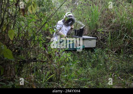 Hoyo de la Puerta, Venezuela. 12th mai 2023. Un apiculteur José Luis Blanco, supervise un bloc de ruches. En protégeant les abeilles, les apiculteurs protègent la production alimentaire dans le monde. Crédit : SOPA Images Limited/Alamy Live News Banque D'Images