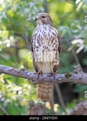 Cooper's Hawk perchée sur une branche d'arbre dans la forêt, Québec, Canada Banque D'Images