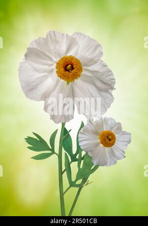 Fleurs blanches fraîches avec des centres jaunes, Romneya coulteri, fleurs de pavot avec des centres jaunes dorés, et pétales de papier de soie froissé avec vous Banque D'Images
