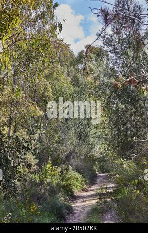 Sentier dans une forêt mixte verte le matin le jour ensoleillé Banque D'Images