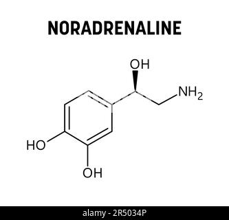 Structure moléculaire de la noradrénaline. La noradrénaline, ou norépinéphrine, est neurotransmetteur et hormone dans le corps humain. Formule structurale vectorielle de composé chimique. Illustration de Vecteur