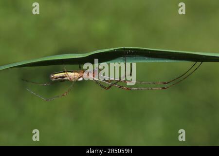 Tronçon commun-spider Tetragnatha extensa Banque D'Images