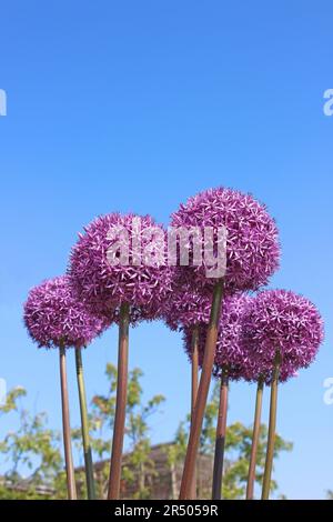 Alliums violets fleuris Banque D'Images