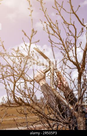 Un homme taille un prunier négligé, enlève les branches anciennes et inutiles, travail d'élagage d'arbre, scie à main dans les mains d'un jardinier. Banque D'Images