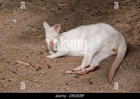 Le wallaby albino a un corps blanc avec des oreilles roses, le nez, les yeux et les griffes Banque D'Images