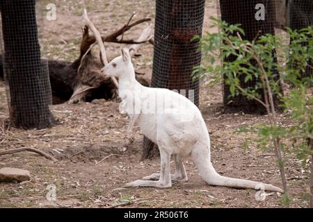 le wallaby albino est tout blanc avec un nez et des oreilles roses Banque D'Images