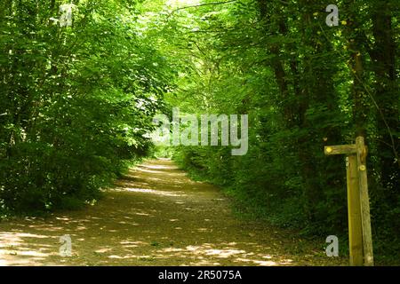 East Dean Cottage et jardin Banque D'Images