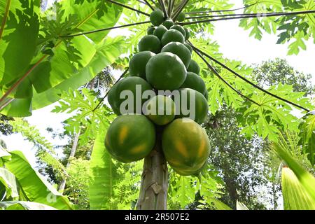 Vue à angle bas des fruits de la papaye biologique mûrissant sur l'arbre lui-même dans une ferme agricole Banque D'Images