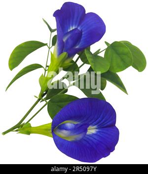 Clitoria ternatea ou fleur bleue aparajita isolée Banque D'Images