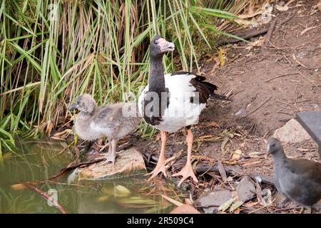 le gosling magpie a des peluches grises et des plumes blanches commencent à apparaître. Il a un oeil marron et un bec gris foncé. La magpie est une se noire et blanche Banque D'Images