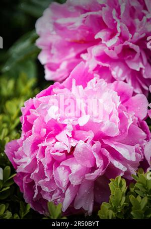 Belle exposition de pivoines roses ( Paeonia ) après une douche de pluie dans les jardins clos de Rousham House, Oxfordshire. Banque D'Images