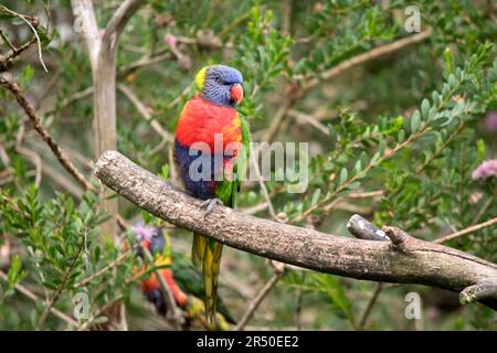 le lorikeet arc-en-ciel a des ailes vertes une tête bleue un bec orange et jaune sur sa poitrine Banque D'Images