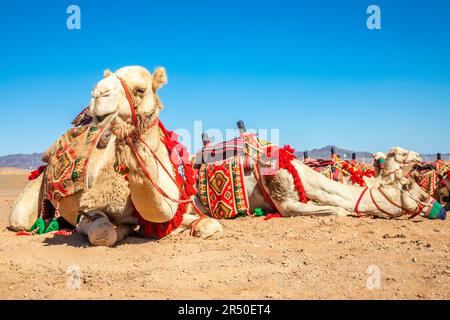 Cheval maîtrisée chameau se reposant dans le desrt, Al Ula, Arabie Saoudite Banque D'Images