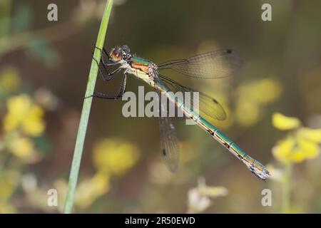 Glänzende Binsenjungfer, Weibchen, Lestes dryas, tartinade émeraude, rare demoiselle d'émeraude, Etartieuse robuste, à tartiner turlough, femelle, le Lest Banque D'Images